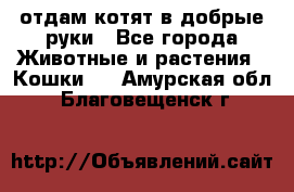 отдам котят в добрые руки - Все города Животные и растения » Кошки   . Амурская обл.,Благовещенск г.